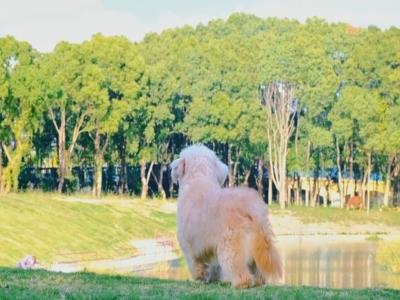 宠物公园