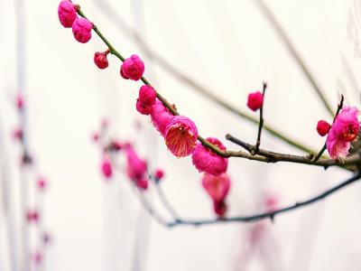 合庆郊野公园