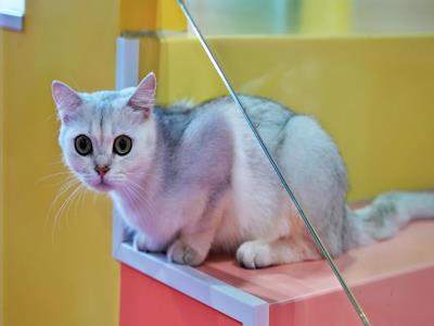 猫先生之家（虹桥南丰城店）