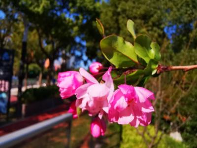 花木公园