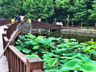 钓鱼池