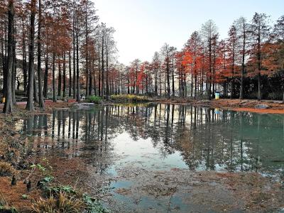 世博后滩湿地公园