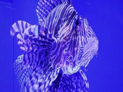 上海海洋水族馆中国展区