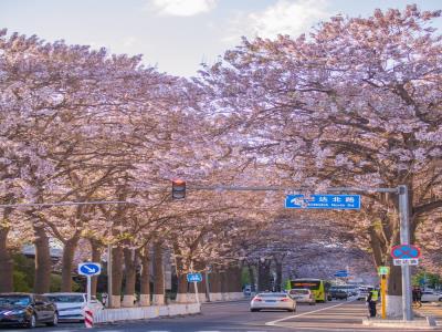 宏达北路桐花大道