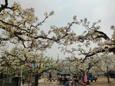 梨花村万亩梨园