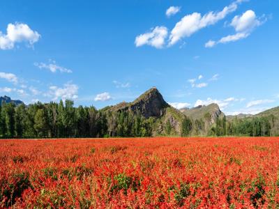 四季花海