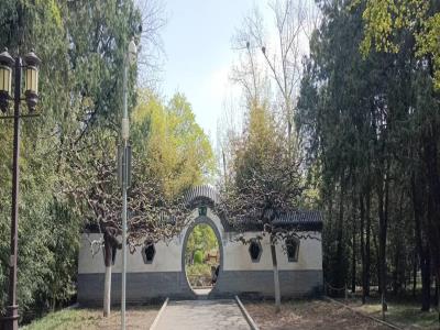 地坛公园-月季园