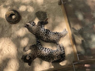 猛兽体验区免费票领取处