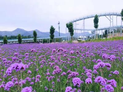 青州杏花村旅游度假区