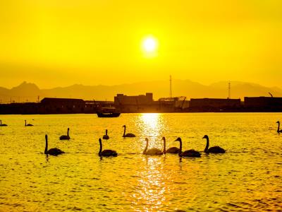 天鹅湖
