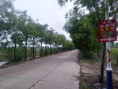 小东马牙枣采摘园