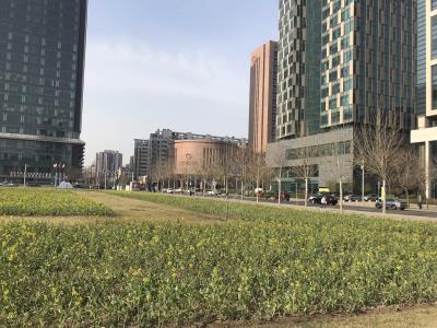 泰达MSD花海