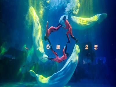 白鲸之恋