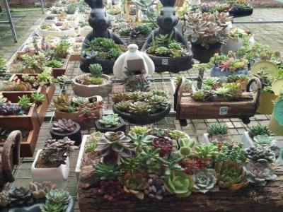 多肉说植物园
