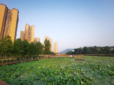 白鹭憩地公园