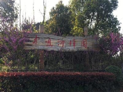 中咀河樟园
