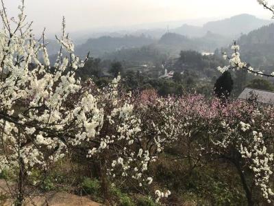 石鱼花果山