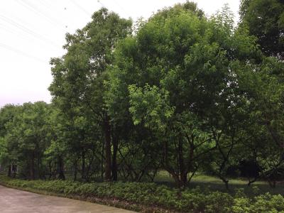 光能森林公园