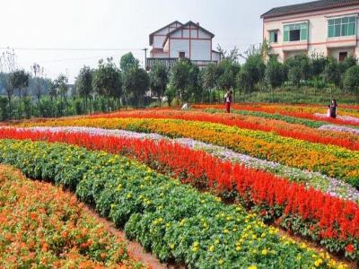 花漫大地四季花卉景观园