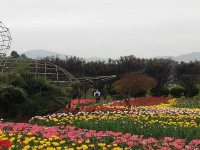 凤凰花漫大地