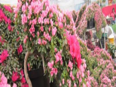 花木世界