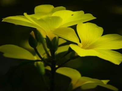 上天池度假村