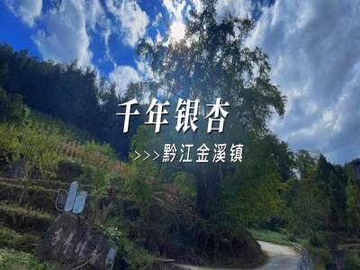 千年银杏