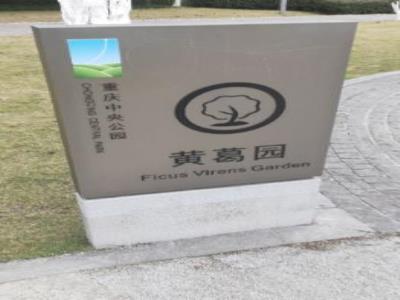 重庆中央公园黄葛园