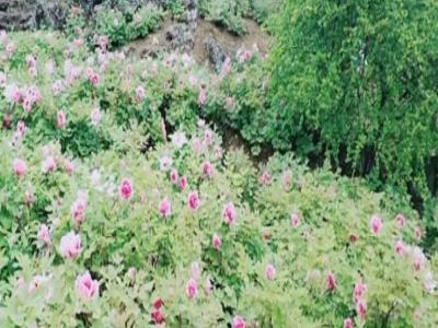 牡丹花培植基地