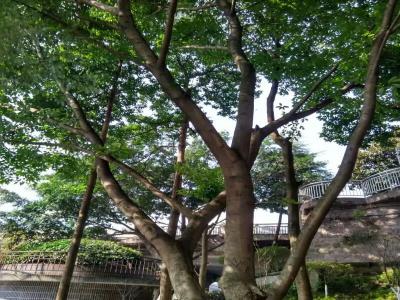 双龙湖公园