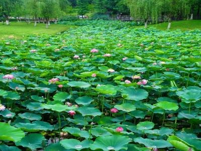 沐仙湖湿地公园