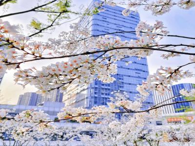 樱花山公园
