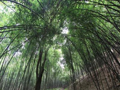 方竹林海