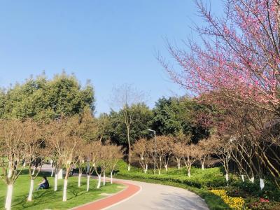 重庆中央公园湿地花港