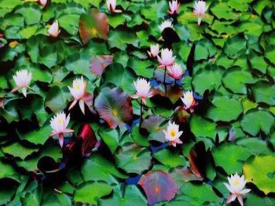 黄水药用植物园