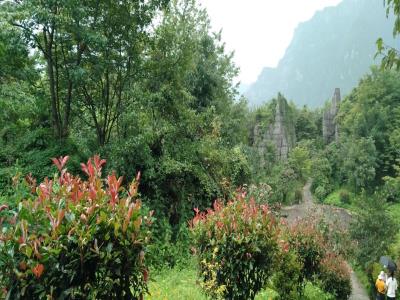 山王坪石林景区