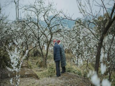 印盒李花生态旅游区