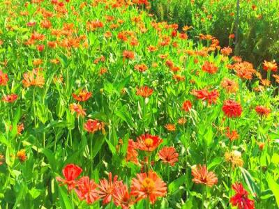 潼南潼画花海格桑花景区