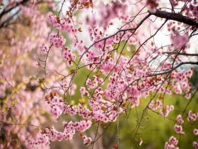 桃花岛风景区
