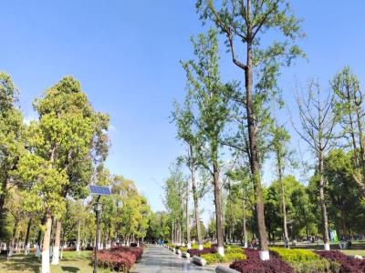 蔡家中央森林公园