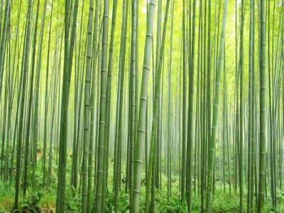 竹海迷宫