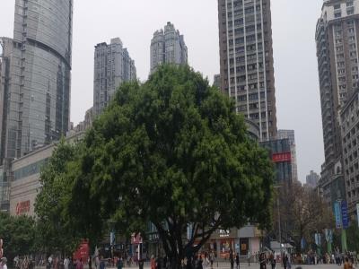 杨家坪步行商业区