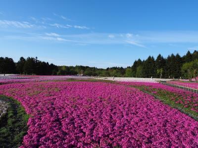 凤凰花果山