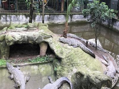 重庆鳄鱼养殖中心