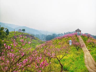 永川桃花源