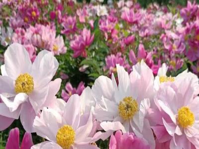 美樱花海