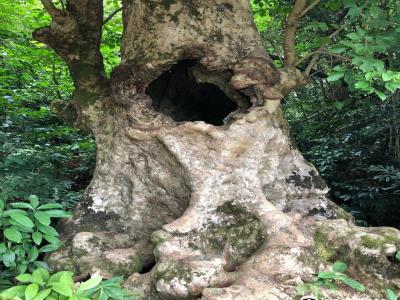 Fung Shi Woodlands (lai Chi Wo)