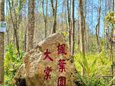 Tai Tong