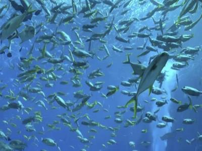 浪涛水族馆