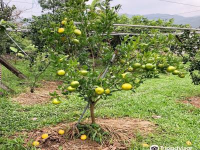 Jin Pu Pear Farm